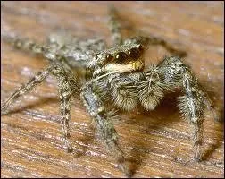 Jusqu' combien d'yeux peut possder une araigne ?