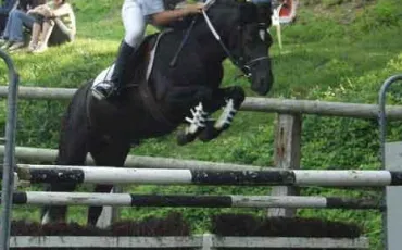 Quiz Galop 1