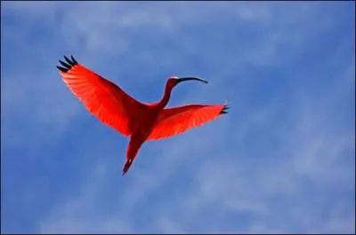 A quoi l'Ibis rouge doit-il sa couleur ?
