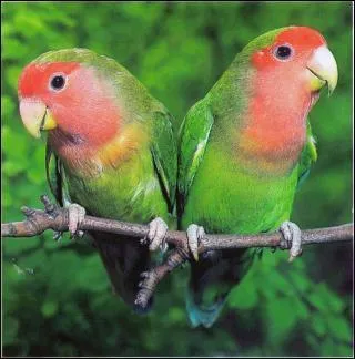 Combien se produit-il en moyenne de pontes de la femelle insparable dans l'anne ?