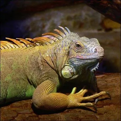 Quelle est la dure de vie moyenne d'un iguane ?