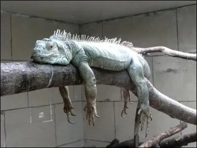 Une fois adulte l'iguane peut atteindre