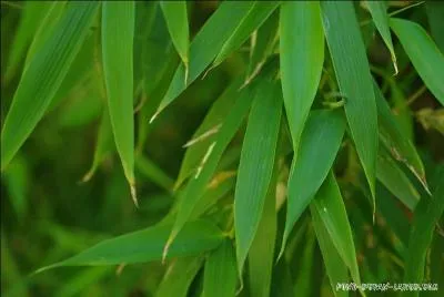 Philippe Lavil et Alain Chamfort pourraient vous en parler !