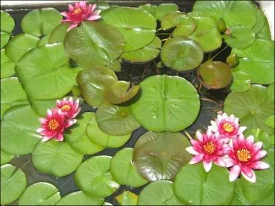 Ca fait de l'ombre aux poissons et sert d'affut aux grenouilles !