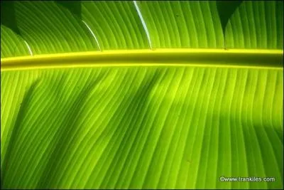 Avec le fruit de cette plante, on peut confectionner un savoureux dessert, chant par Lio !