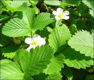 Le dentiste l'utilise, elle enserrait un col, vous pouvez la sucrer !
