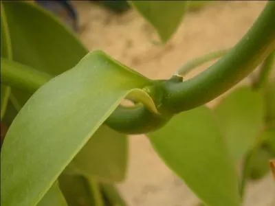 C'est par ces paroles que vous trouverez le nom de cette orchide : Au pays dagad'Aragon / il y avait tugud'une fille / qui aimait les glaces au citron / et ...