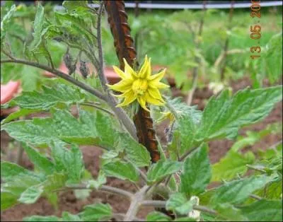 Si vraiment la photo ne vous suffit pas pour trouver le nom de ce fruit, voici un indice  Asereje , chant par  Las Ketchup  !