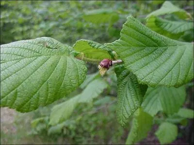 Si le nom de ce fruit vous chappe, faites comme l'cureuil, et souvenez-vous de Tchakovski !