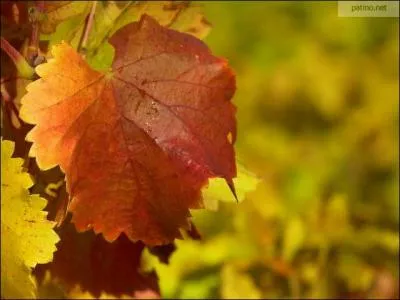 Il ne faut pas en abuser, un verre a va, mais trois verres ...