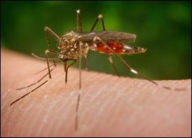 quel insecte pique 3 fois