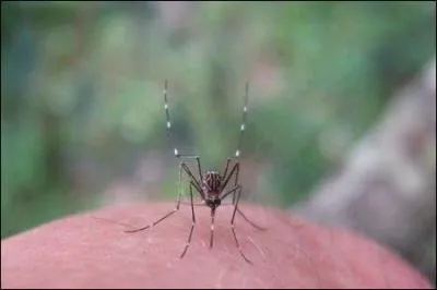 De quoi se nourrit le moustique quand il nous pique ?