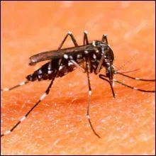 La piqre de quel moustique peut-tre mortelle ?