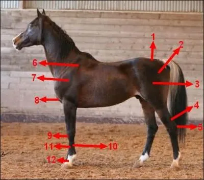 A quoi correspondent les parties 9, 10, 11 et 12 ?