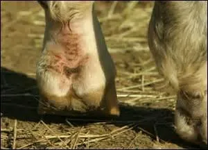 Comment se nomme ce type de plaie ?