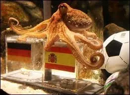 La pieuvre fait partie de l'embranchement des mollusques mais de quelle classe la pieuvre fait-elle partie ?