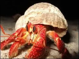 Quelle(s) affirmation(s) est (sont) correcte(s) ?