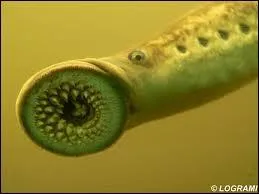 Qu'est-ce qu'une lamproie ? (cf. photo)