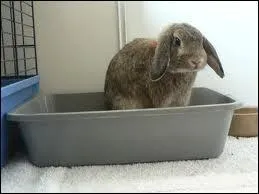 Pour apprendre la propret  mon lapin...