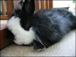 Quand le lapin fait-il la sieste ?