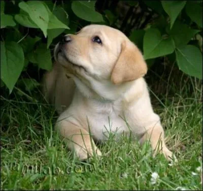 Quel chien Cece Jones adore-t-elle ?