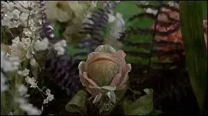 A la fin du film, Seymour et Audrey, maris et contents d'avoir sauv la plante de la plante carnivore, arrive dans leur nouvelle maison. Mais au milieu des fleurs du jardin, on voit un bourgeon Audrey 2. Que fait le bourgeon ?
