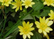 Des fleurs jaunes