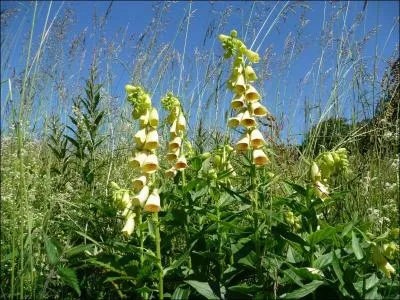 Comment s'appelle cette fleur, qui renferme un poison violent  haute dose ?