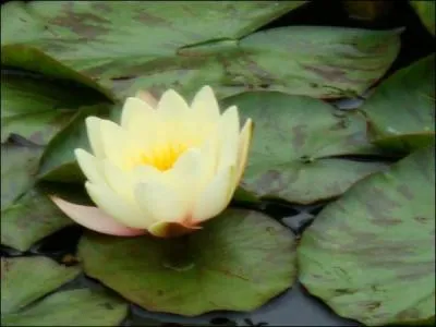 Quelle est cette fleur aquatique ?