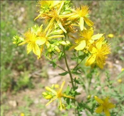 Quelle est cette fleur dont on parle dans le  Roman de Renart  ?