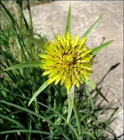 Quel est le nom de cette plante, dont la racine est comestible ?