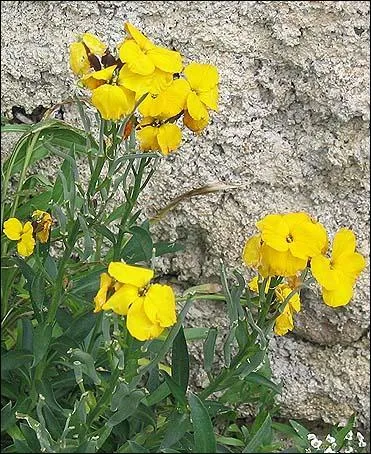 Quelle est cette fleur, fort jolie ?