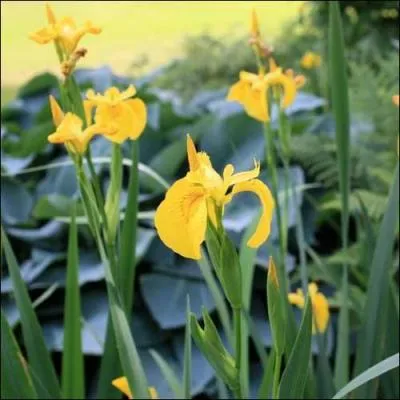 Comment s'appelle cette fleur, dont le nom peut aussi concerner notre oeil ?