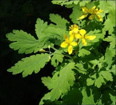 Quel est le nom de cette plante, dont le suc peut tuer les verrues ?