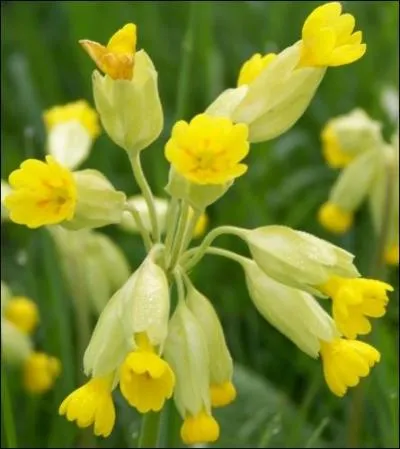 Quelle est cette fleur, qui est aussi le nom d'un oiseau et d'une pendule un peu insistante ?