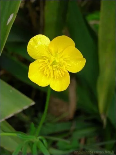 Comment s'appelle cette fleur au nom riche ?