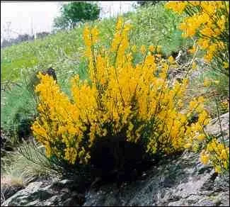 Quel est le nom de cette plante, avec laquelle on faisait des balais ?