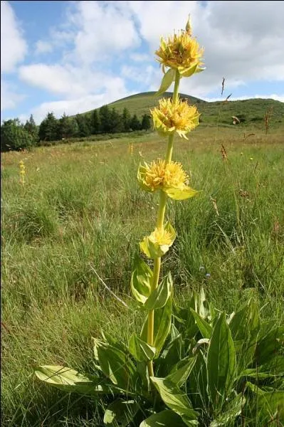 Comment s'appelle cette fleur, avec laquelle on fait un dlicieux apritif un peu amer ?