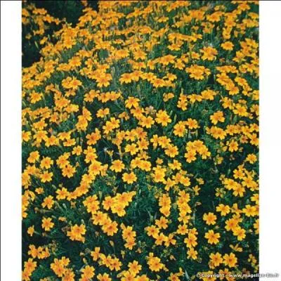 Quel est le nom de cette plante mdicinale ?