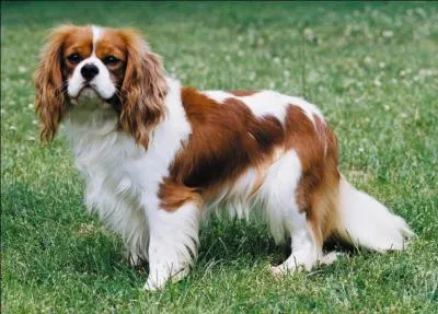 Quelle est la robe (la couleur) de ce mignon cavalier King Charles