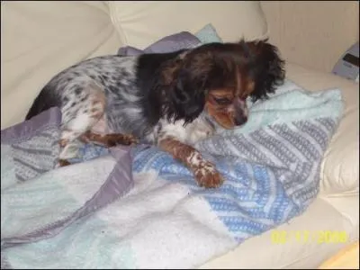 Que fait ce cavalier King Charles ?