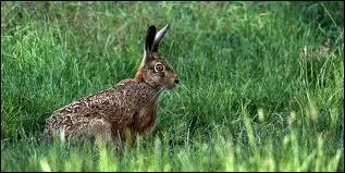 O habite le livre d'Europe ?