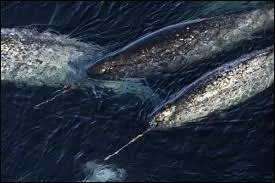 O trouve -t-on le narval ( principalement) ?