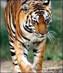 O trouve -t- on la population la plus forte de tigres du Bengale ?