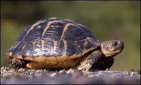 O trouve -t-on le plus les tortues terrestres ?