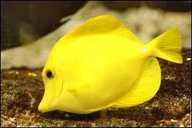 Si vous voulez voir un chirurgien jaune o devez vous aller ?