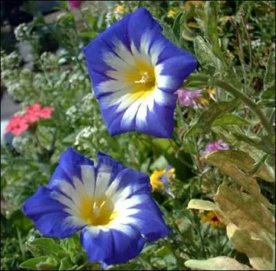 Qui est  Belle de jour  ?