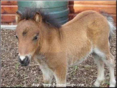 Quelle est la taille d'un shetland ?