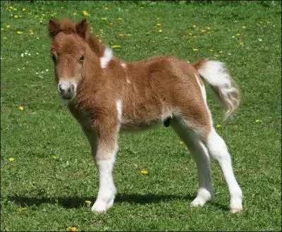 Quelle est la robe de ce shetland ?