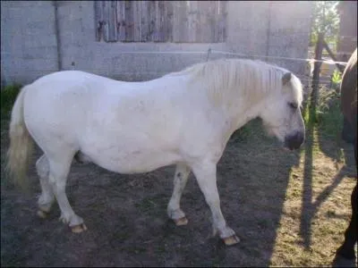 Quelle est la race et la robe de ce poney ?